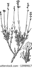 Lavender flowering plants in the mint family, Lamiaceae. It's used commercially for the extraction of essential oils, vintage line drawing or engraving illustration.