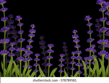 Lavender Flowers With Black Background Illustration