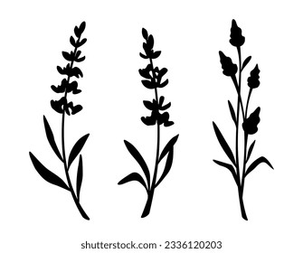 Flores de lavanda. Silhouettes negras de flores de lavanda aisladas en un fondo blanco. Ramas de lavanda. Conjunto de ilustraciones vectoriales