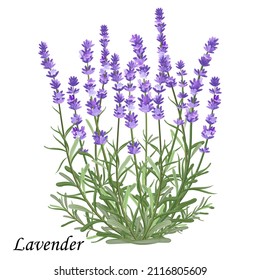 Lavender Flowers. Blooming Lavender Bush With Purple Flowers, Realistic Vector Illustration.