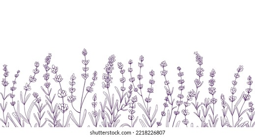 Flores de lavanda, borde botánico. Lavanda grabada, diseño floral. Decoración con flores lavendares, plantas, hierbas de la Provenza francesa. Ilustración del vector de contorno dibujado a mano aislada en fondo blanco