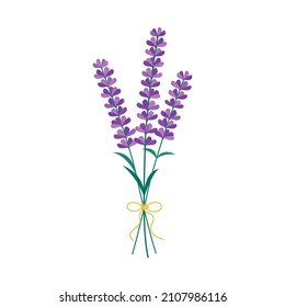 Lavender flowers bouquet isolated. Vector illustration of blooming Lavender on white backround. 