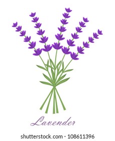 Lavender flowers bouquet. Vector illustration