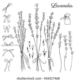 Lavender flowers, bow, ribbon hand drawn doodle vector sketch isolated on white, herbal vintage graphic engraving collection for package tea, natural organic product, medicine, Black and white color