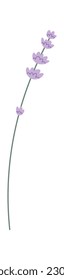 Lavender Flowers Brunch Vector Illustration