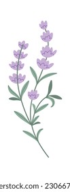 Lavendel Blumen Brunch Vektorgrafik