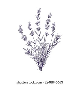 Lavender flowers bunch. Outlined botanical retro drawing of lavanda bouquet. Engraved floral plant, lavandula stems, wildflowers. Hand-drawn etched vector illustration isolated on white background