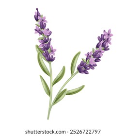 Lavender flowers, cartoon plant of French field. Twig with green leaves and blossoms, herbal decoration of Provence. Summer nature, botany mascot, cartoon rustic lavender branch vector illustration