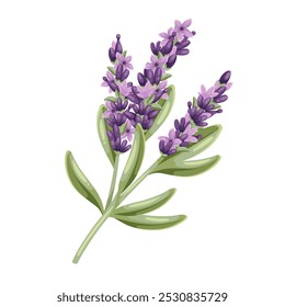 Lavender flowers, cartoon plant of French field. Twig with green leaves and blossoms, herbal decoration of Provence. Summer nature, botany mascot, cartoon rustic lavender branch vector illustration