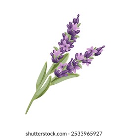 Lavender flowers, cartoon plant of French field. Twig with green leaves and blossoms, herbal decoration of Provence. Summer nature, botany mascot, cartoon rustic lavender branch vector illustration