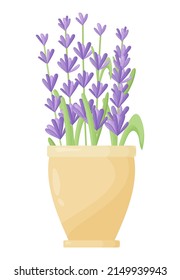 Lavendelblumen in einem Keramiktopf. Vektorgrafik des Lavendelblühens im modernen Stil. Indoor-Pflanzen in einem Tontopf. Gartenarbeit.