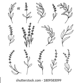 Lavender flowers clipart. Hand drawn design elements. Botanical vector elements for your design. Logo and branding. Outline.