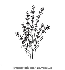 Lavender flowers clipart. Hand drawn design element. Botanical vector element for your design. Logo and branding. Outline.