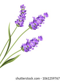 Lavender flowers in closeup. Bunch of lavender flowers isolated over white background. Vector illustration.