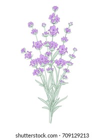 Lavender flowers in closeup. Bunch of lavender flowers isolated over white background.