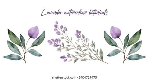 Lavender flowers collection. Vector watercolour purple botanical elements. 