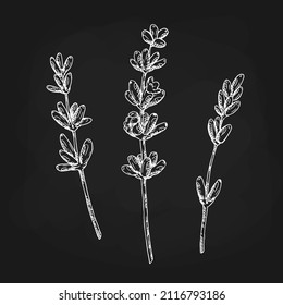 Lavender flowers drawn chalk on the blackboard. Botanical hand drawn illustration.