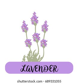 lavender flowers elements. Botanical. Collection of lavender flowers on a white background. Vector illustration bundle.