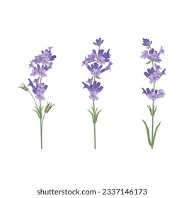 Flores de lavanda. Ilustraciones botánicas sobre fondo blanco aislado. Para decoración postal, embalaje, invitación.