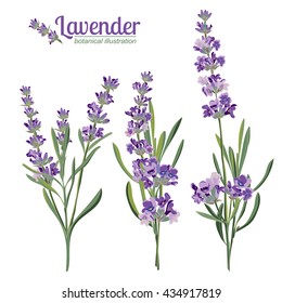 Lavender flowers elements. Botanical illustrations are drawn by hand