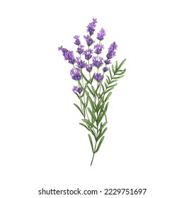 Lavender flowers, French blossomed violet flora. Provence floral plant, herbs drawing. Purple lavendar stems. Lavanda blooms. Hand-drawn graphic vector illustration isolated on white background