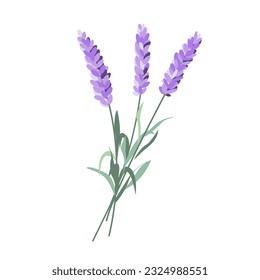 Flores de lavanda, flora violeta de la flor francesa. Planta de flores de Provenza, ramo de hierbas. Razas lavendares moradas. Lavanda florece. Ilustración vectorial gráfica dibujada a mano aislada en fondo blanco