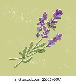 Flores de lavanda, francês floresceu flora violeta. Planta floral de Provença, bouquet de ervas. Hastes de lavanda roxo. Lavanda floresce. Ilustração gráfica de vetor desenhada à mão