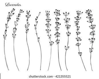 Lavender flowers  hand drawn doodle vector sketch isolated white  herbal vintage graphic engraving collection  perfect for package tea  natural   organic product  medicine  Black   white color