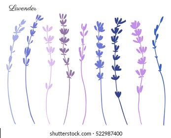 Lavender flowers hand drawn doodle vector colorful silhouette isolated on white, herbal vintage graphic collection, design for package tea, natural organic product, medicine, cosmetics, greeting card