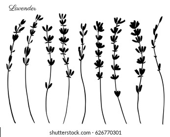 Lavender flowers hand drawn doodle vector black silhouette isolated on white, herbal vintage graphic collection, design for package tea, natural organic product, medicine, cosmetics, greeting card