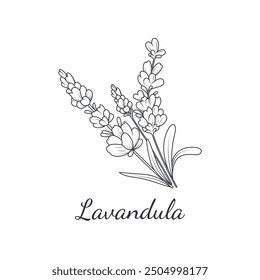 Lavender flowers with the inscription. Spices and herbs. Flowers of Provence. Vintage botanical drawing. Bouquet of lavender. Vector illustration in doodle style.