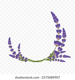 Lavender flowers isolated on transparent background. Vector template