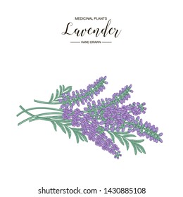 Lavender flowers isolated on white background. Medical plants hand drawn. Vector botanical illustration.