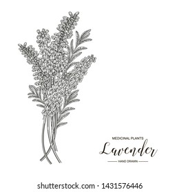 Lavender flowers isolated on white background. Medical plants hand drawn. Vector botanical illustration. Engraving style