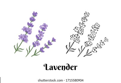 Lavender flowers isolated on white background. Three branches of fragrant plant. Vector color illustration and black and white outline. Cartoon flat style.