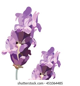 Lavender flowers isolated on white Vector. Gentle blossom floral bouquet isolated on white. Vintage Label with lavender beautiful fragrance