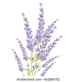 Lavender flowers isolated Vector. Gentle blossom floral bouquet. Vintage Label with lavender beautiful fragrance