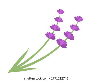 Lavender flowers isolated. Vector illustration