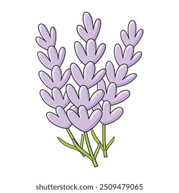 Flores de alfazema isoladas ilustração vetorial