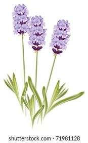 Lavender flowers (Lavandula). Vector illustration on white background.