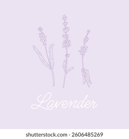 lavender flowers monogram. Trendy botanical logo elements. Hand drawn line leaves branches and blooming. Aromatherapy vector clip art. Wedding elegant wildflowers for invitation card