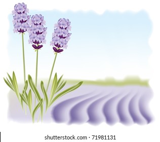 Lavender flowers on a background field. Vector illustration.