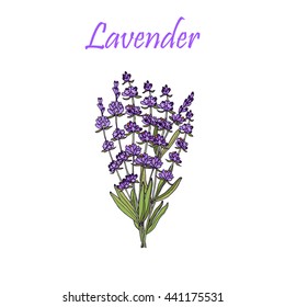 Lavender flowers on a white background, vector illustration