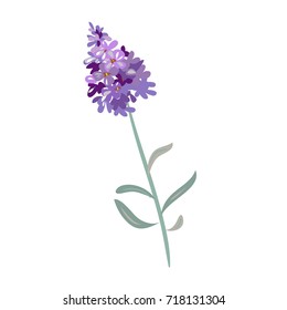 lavender flowers on a white background.