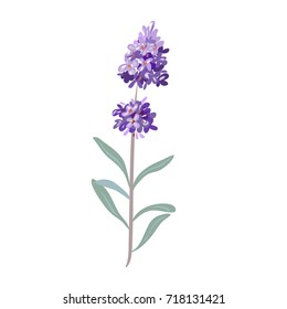 lavender flowers on a white background.