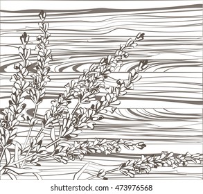 Lavender flowers on wood background. Hand drawn engraving vintage illustration