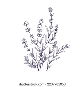 Flores de lavanda, dibujos florales botánicos. Ropa de lavanda de campo francesa. Lechendar grabado en relieve. Flores silvestres de Provenza. Ilustración vectorial dibujada en vintage aislada en fondo blanco