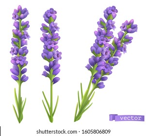 Lavender Flowers Realistic Vector Objects