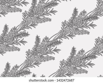 Lavender flowers seamless pattern. Black and white graphic design. Vector illustration vintage.