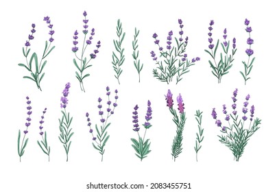 Lavender flowers set. French Provence floral herbs. Botanical drawings of wild purple Lavandula blooms, bouquets and bunches. Colored drawn graphic vector illustrations isolated on white background.